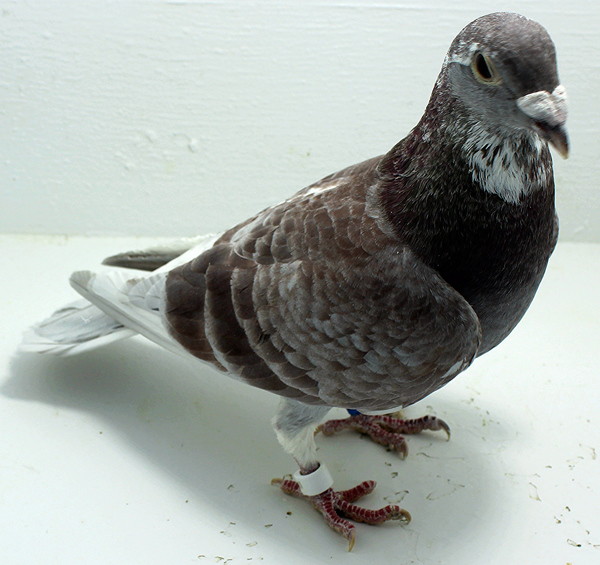 Band: 6857 IPB B 2025